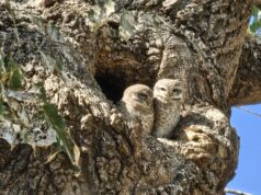 Spotted Owlet at नेहरू पार्क टोंक