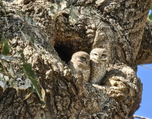 Spotted Owlet at नेहरू पार्क टोंक