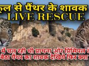 पैंथर का शावक पंहुचा सरकारी स्कूल में स्कूल स्टाफ ने कमरे में किया बंद…