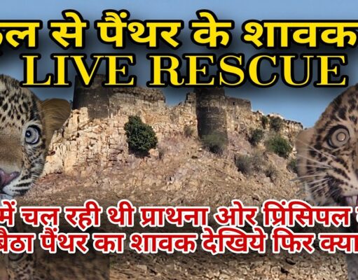 पैंथर का शावक पंहुचा सरकारी स्कूल में स्कूल स्टाफ ने कमरे में किया बंद…